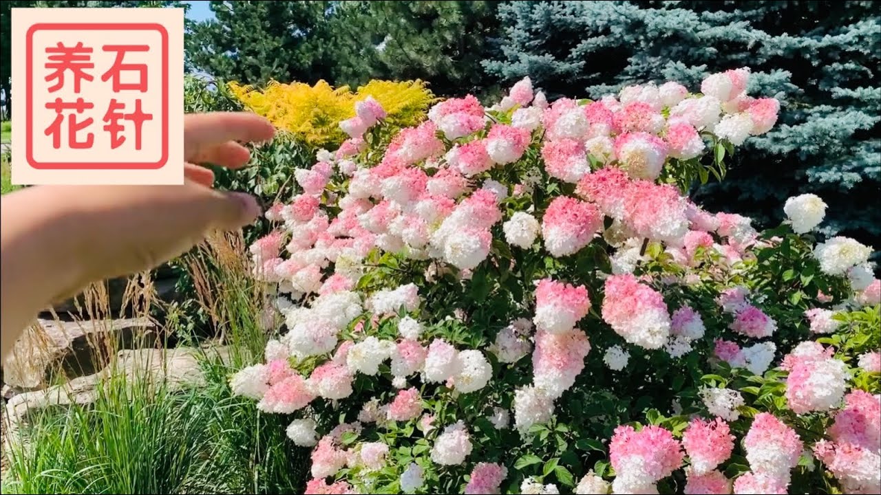 香草草莓绣球？几大片，很惊艳 - 容易养，容易开爆、花期特别长 - Hydrangea paniculata 'Vanilla Strawberry™' (Renhy)（这个视频下面有很多经典留言！）