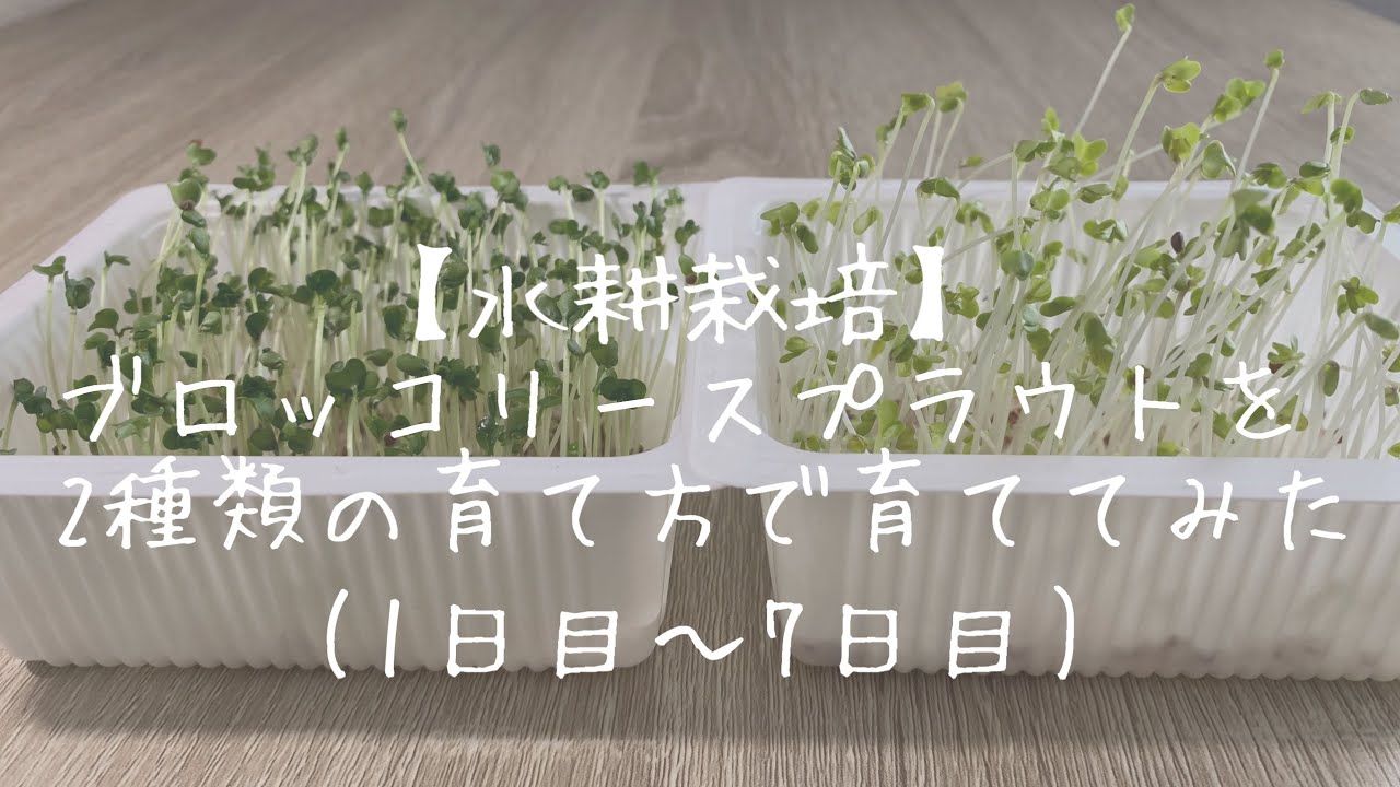 【水耕栽培】ブロッコリースプラウトを2種類の育て方で育ててみた