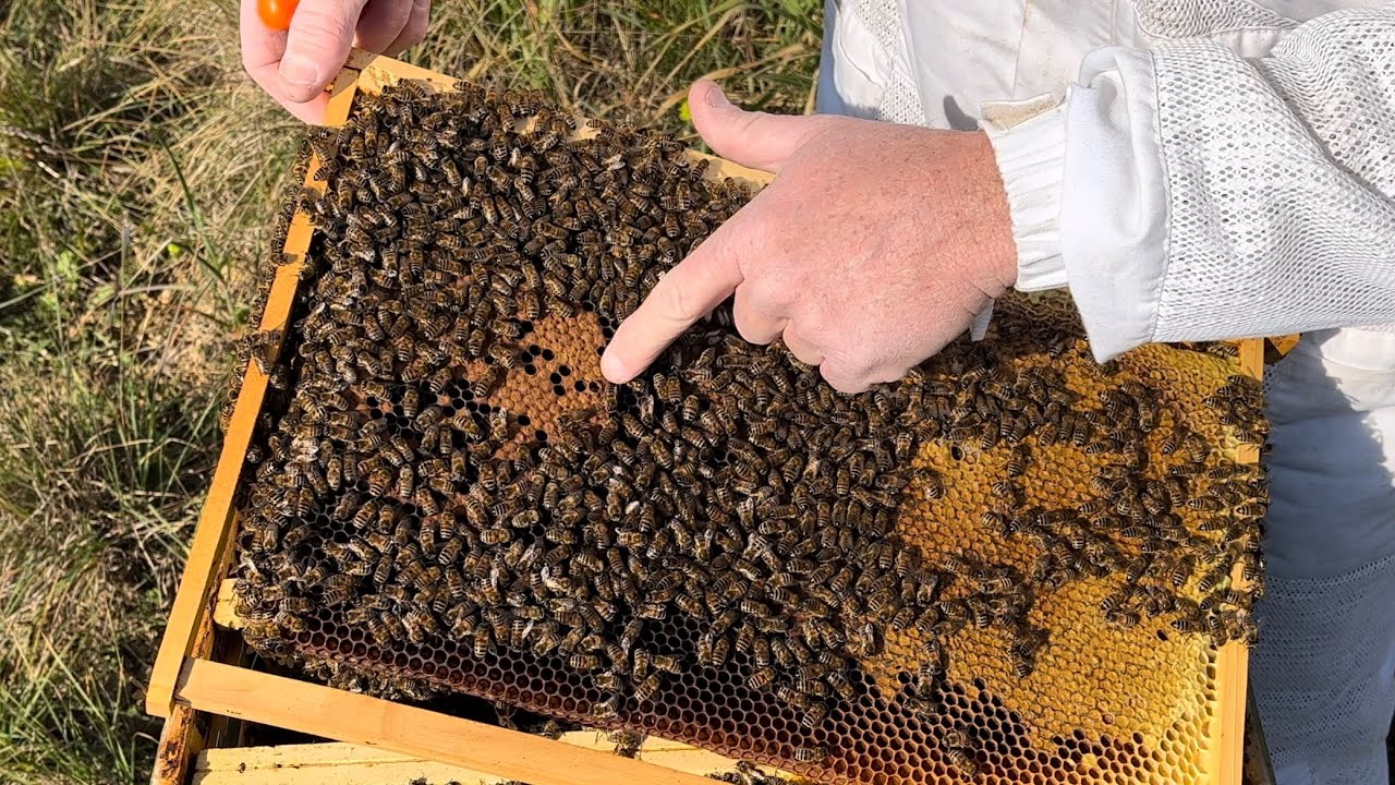 Apiculture en avant pour la saison 2023 🐝☀️🌡️