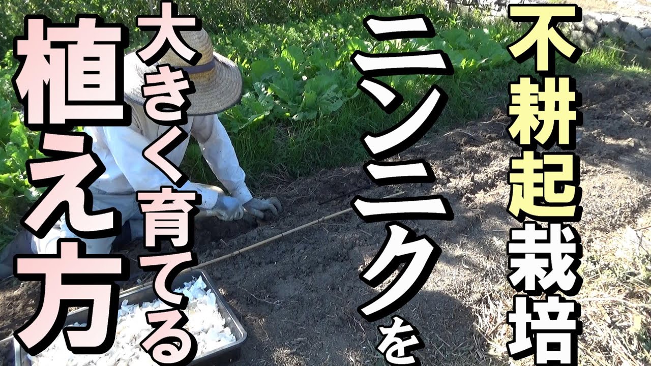 【自然農】不耕起栽培の「にんにく」を大きく育てる植え方　2021年10月1日【natural farming】