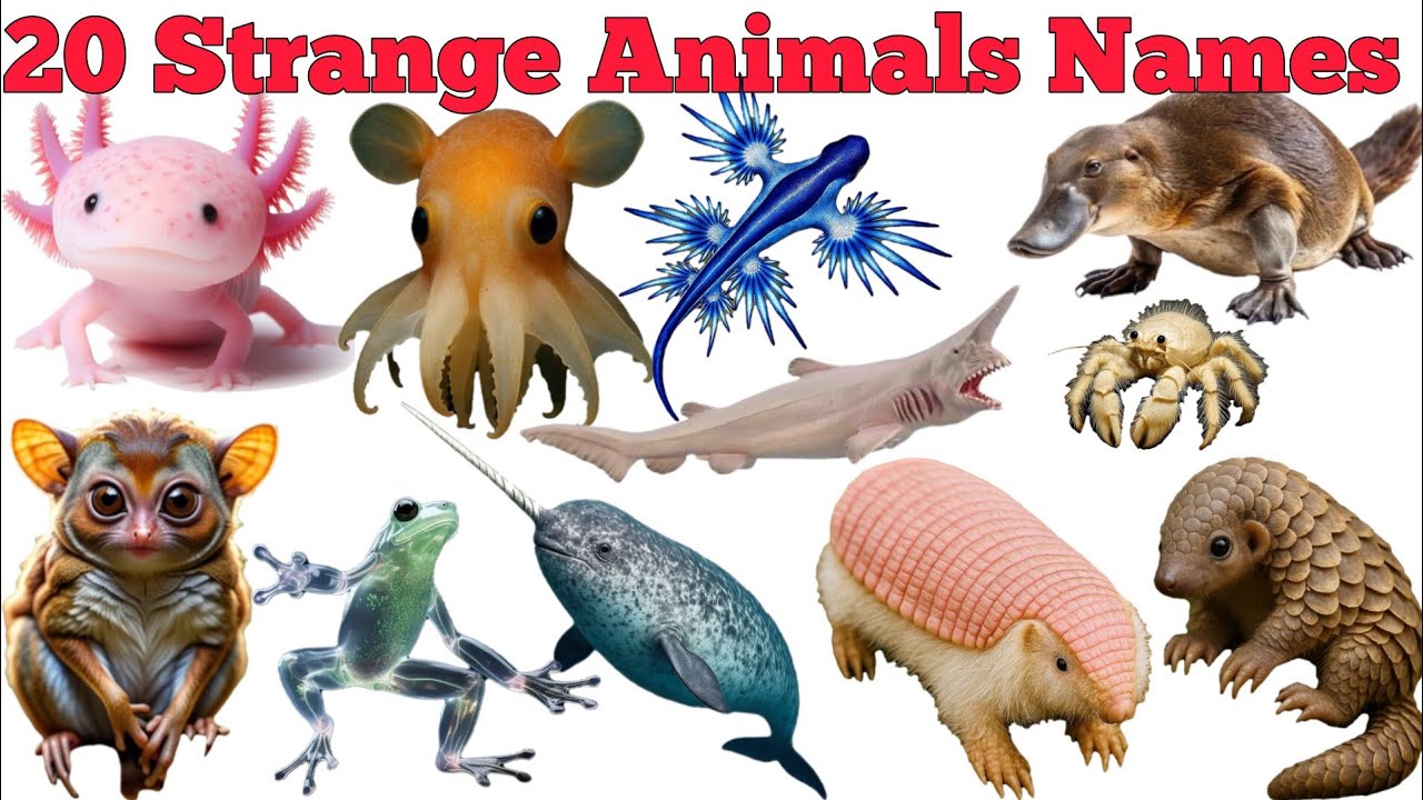 20 Strange Animals Names In English & Hindi With Fun Facts | Fun Learning For Pre-school Children