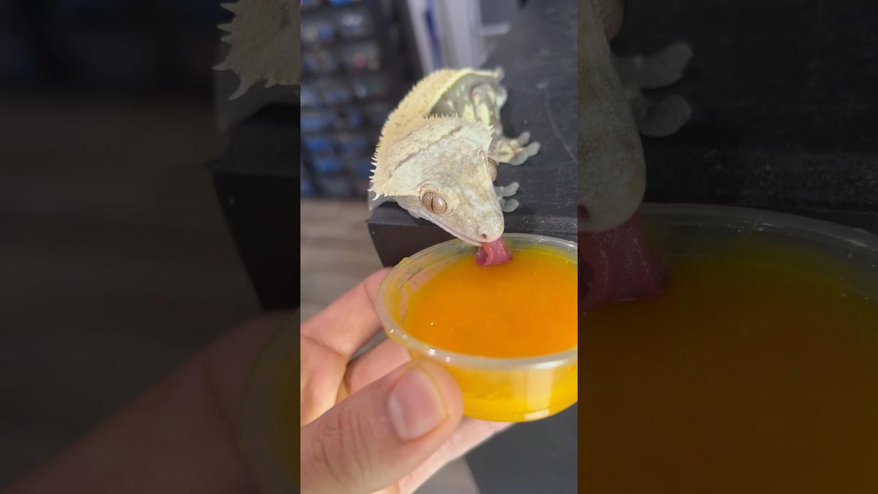 Смузи для ваших гекконов! 🥭 #crestedgecko #crestedgeckos #daygecko #gargoylegecko #gecko