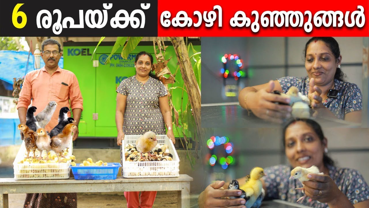 6 രൂപയ്ക്ക് കോഴി ,കാട ,ഗിനി ,താറാവ് കുഞ്ഞുങ്ങള്‍ | വളർത്താൻ ആഗ്രഹം ഉള്ളവർ ഇപ്പോള്‍ തന്നെ വിളിച്ചോളൂ