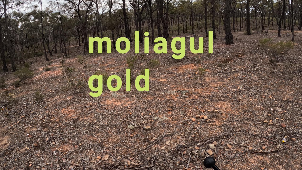 Молиагул Голд