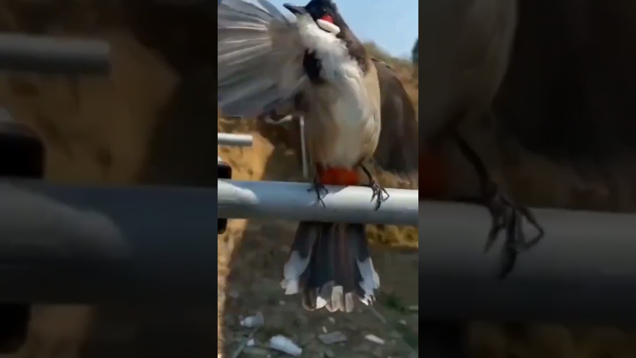 #bird #chimcanh #shorts