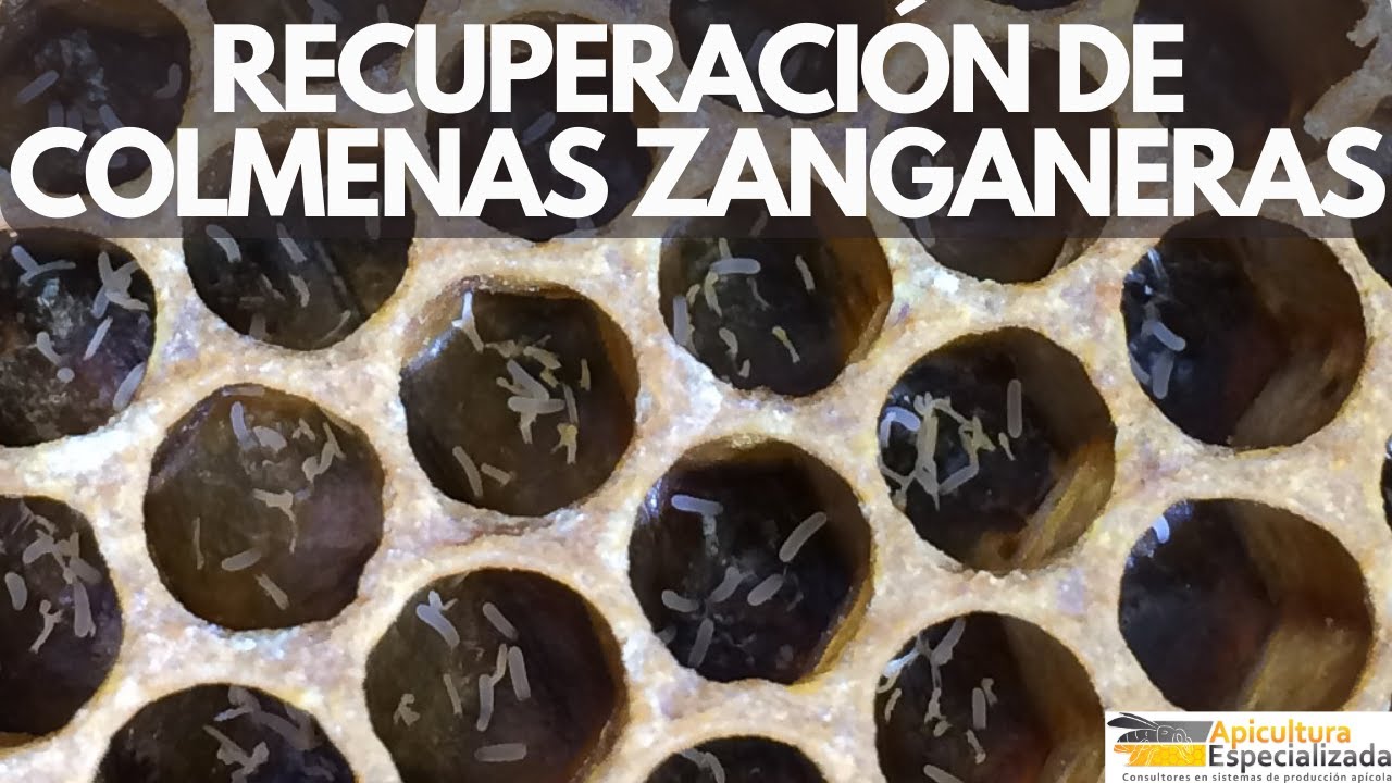 ¿Cómo recuperar una COLMENA ZANGANERA en la Apicultura?