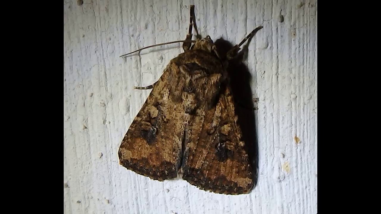 Mythimna languida is a species of moth of the family Noctuidae.