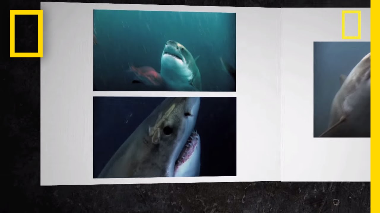 Great White Sharks | Deadly Instinct