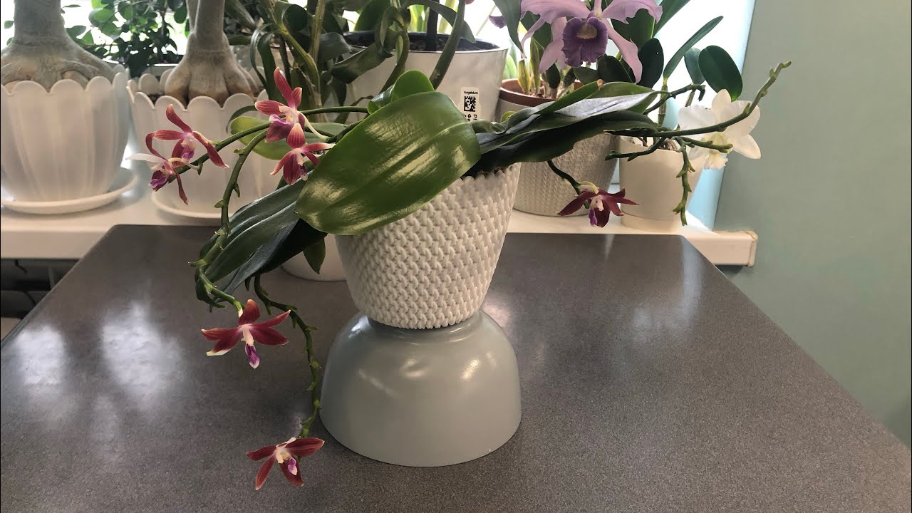 Phalaenopsis tetraspis 'c1' и другие