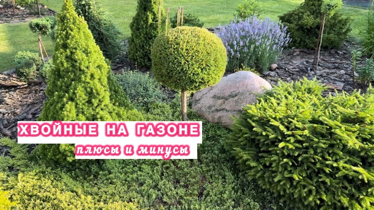 ХВОЙНЫЕ на газоне. Плюсы, минусы и личный опыт. 