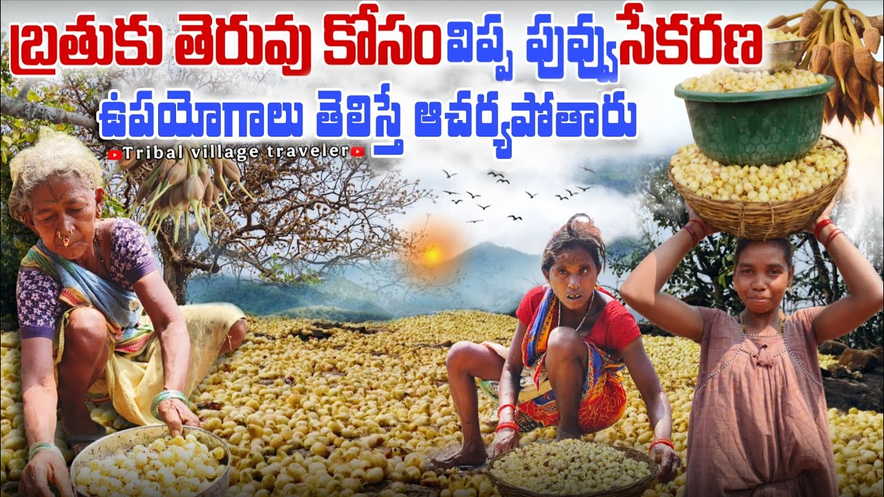 IPPA PUVVU - విప్ప పువ్వు | గిరిజనులు  తింటారని మీకు తెలుసా? | ఔషధ గుణాలున్నాయి || #mahuvaFlowers