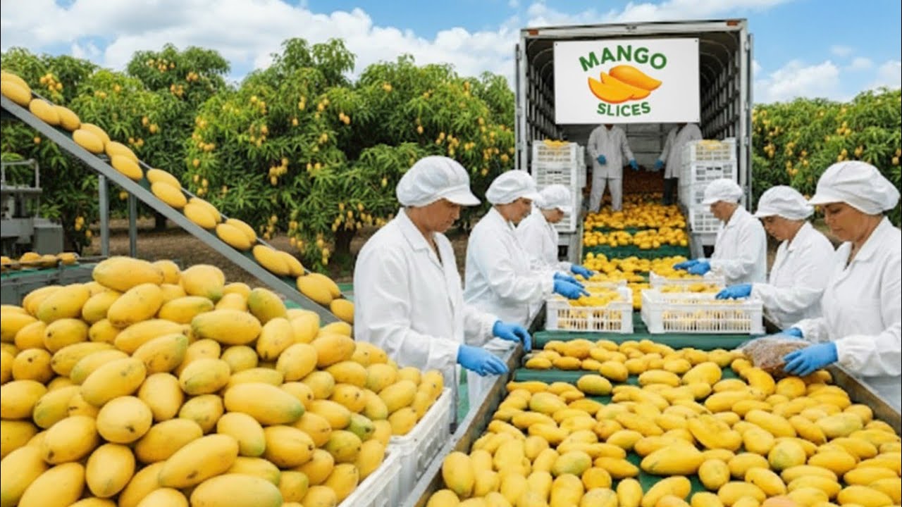 How Mango Slices Is Made In Factory (Full Process)