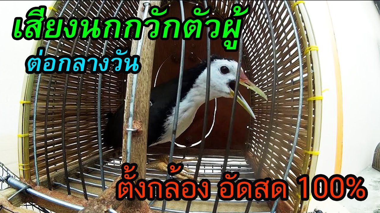 เสียงนกกวัก ตัวผู้ ต่อกลางวัน ตั้งกล้อง อัดสด