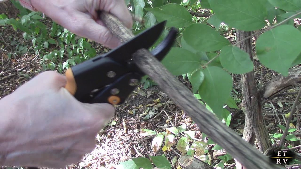 FULL TEST of GEROSSI Heavy Duty Ratchet Pruning Shears for Gardening - Increases Cutting Power 3x