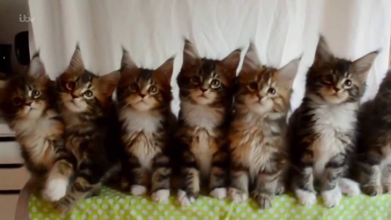 ITV The Story Of Cats 2 of 3 Cute Response