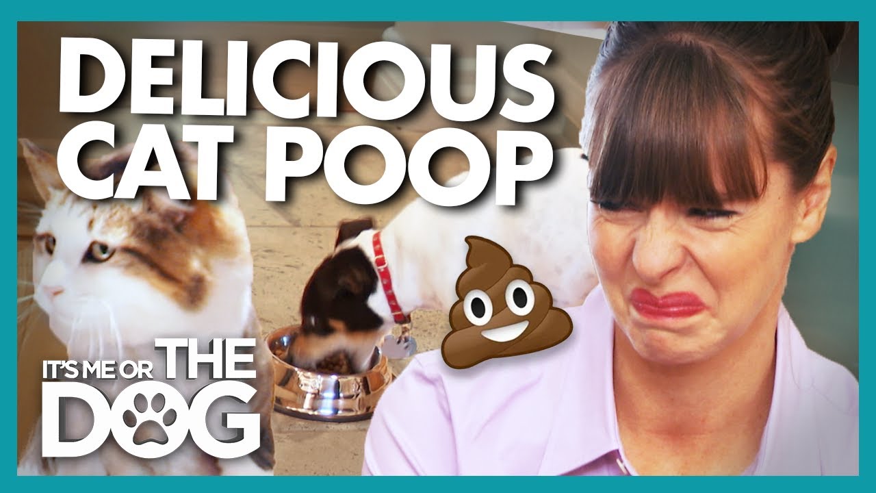 Cat Poop and Trash are This Dog's Favorite Food! | It's Me or The Dog