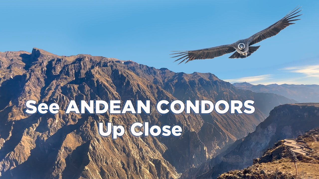 Colca Canyon in Peru: 5 Tips For Spotting Andean Condors