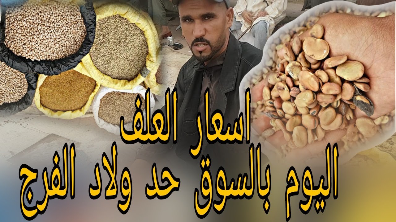 اسعار العلف الحولي والضروبات بالجملة في المغرب 2022 السوق حد ولاد الفرج اليوم بتاريخ 11/09/2022