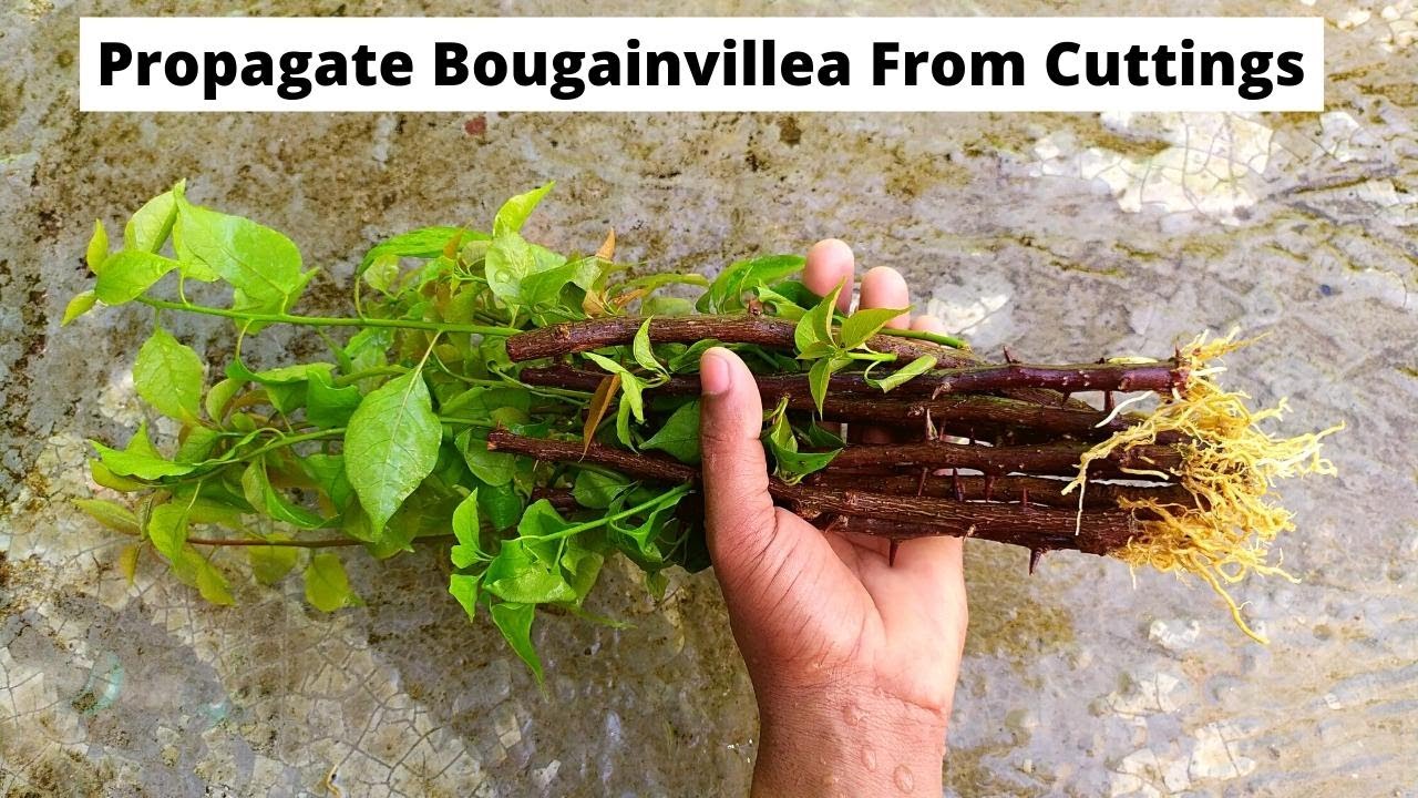 How to propagate bougainvillea from cuttings ||  growing bougainvillea cuttings