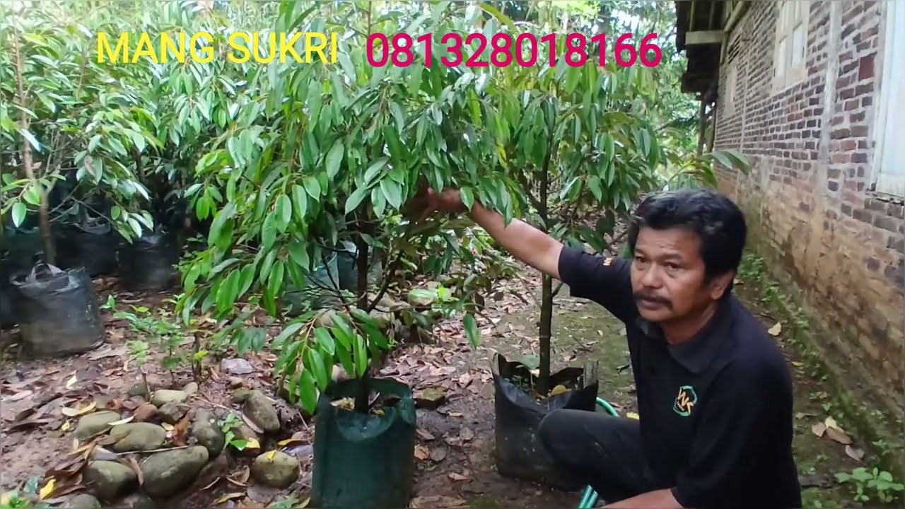 18RIBU SETOK SEMUA JENIS YG SEDANG NUNGGU PETANI YG TAU KUALITAS BBT