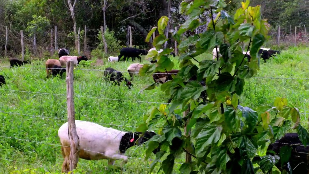 Sítio em São Gonçalo dos Campos Bahia
