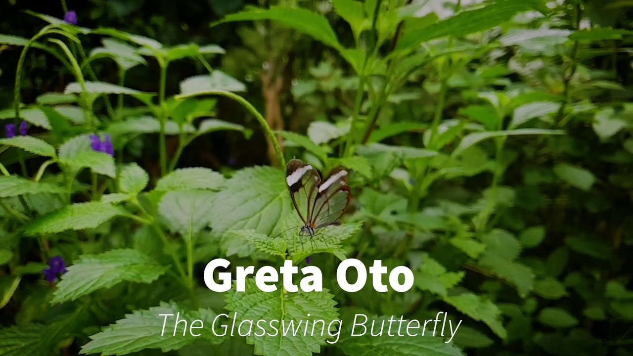 Greta Oto (Glasswing Butterfly) Slo Motion - London Zoo