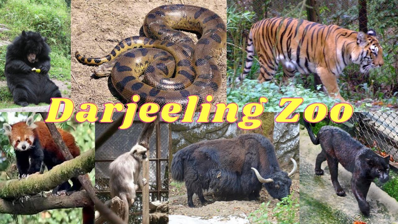 Padmaja Naidu Himalayan Zoological Park (Darjeeling Zoo) Tour