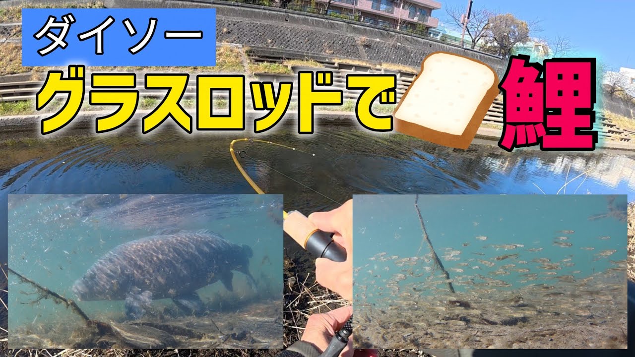 [1月24日]ダイソーグラスロッドでパン鯉#釣り #fishing #パン鯉