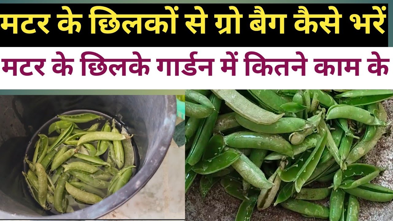 मटर के छिलकों से अपने ग्रो बैग कैसे भरें। मटर के छिलकों का बागवानी में प्रयोग!