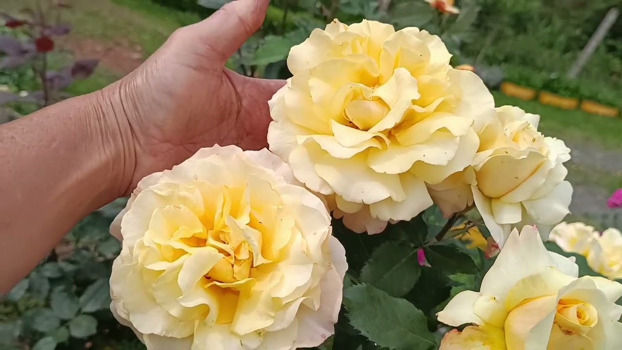 Tour pelo jardim com muitas flores,e compras!