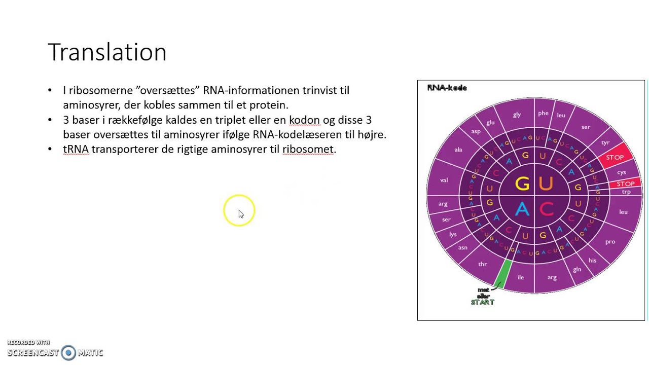 Proteinsyntese genetisk kode
