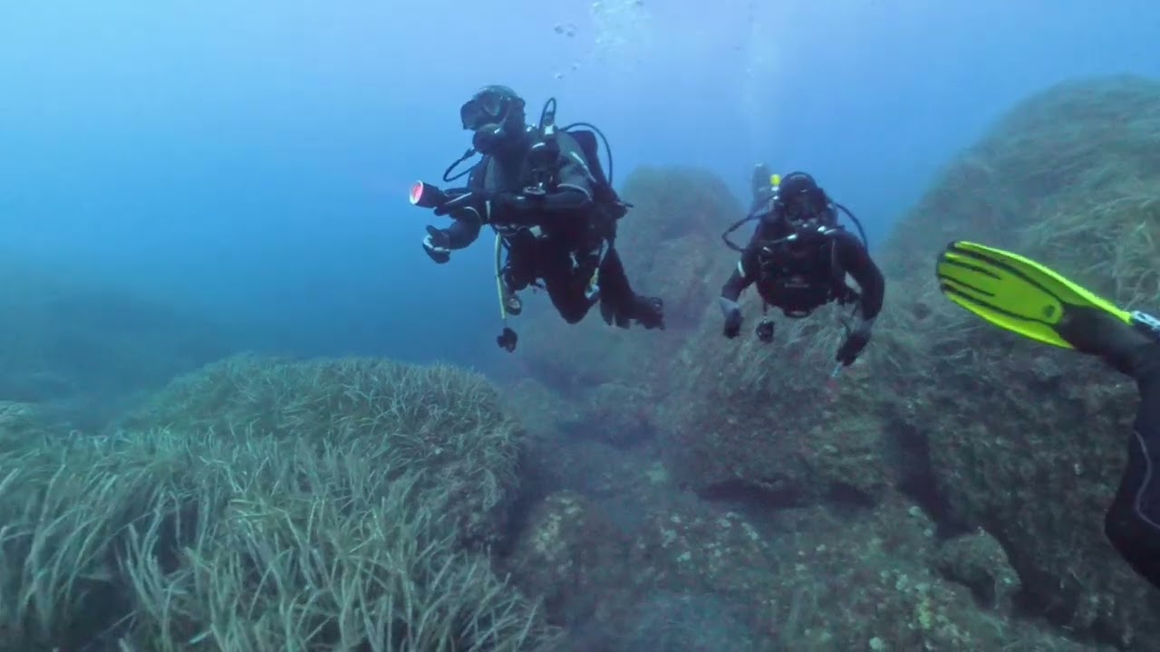 Immersione a punta Tresino boa gialla 