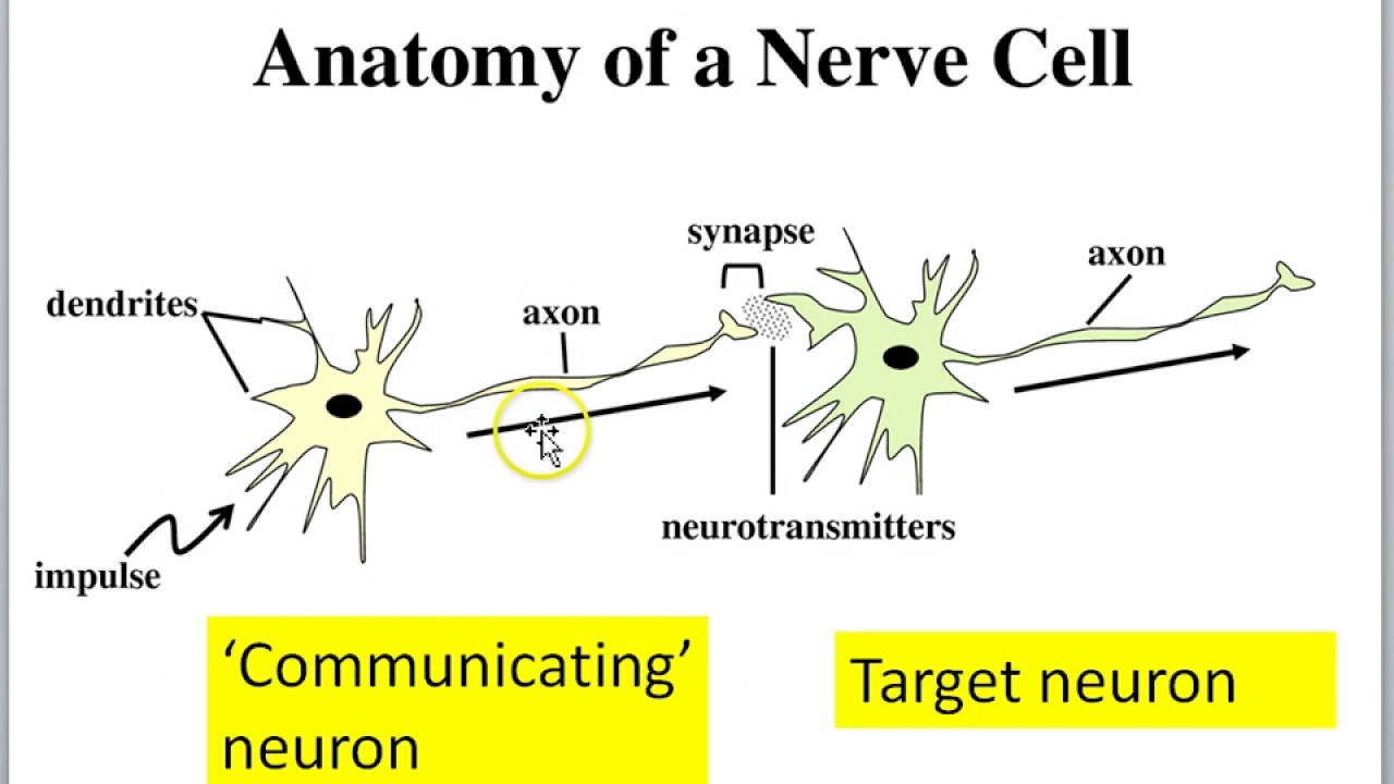 Neuron part 1 intro