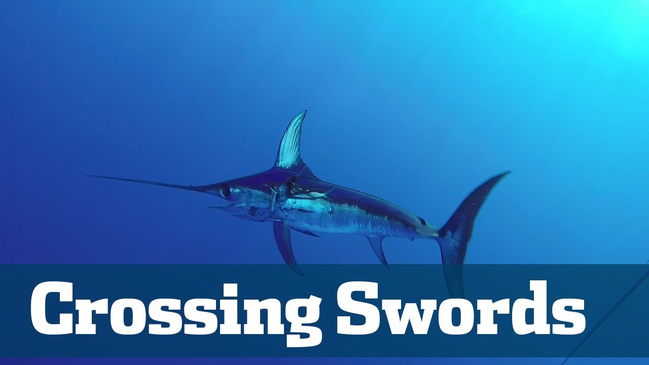 Swordfish Special - Florida Sport Fishing TV - Start To Finish What It Takes To Catch A Swordfish