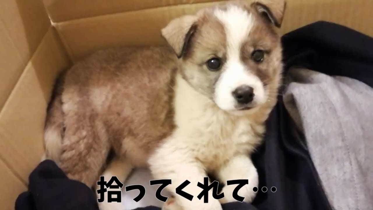 【保護犬】見つけた日→保護した日→家族になった日