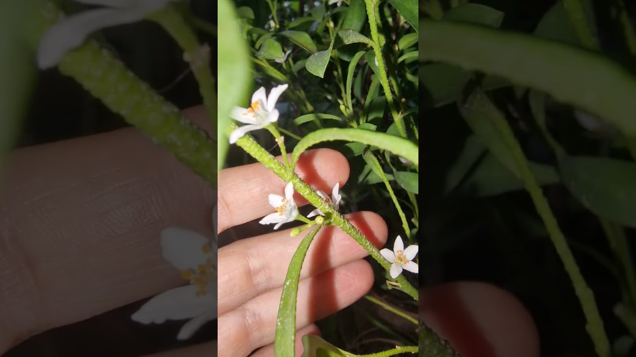 Эриостемон - ароматный Восковик | Eriostemon myoporoides 'Flower Girl Pink' 