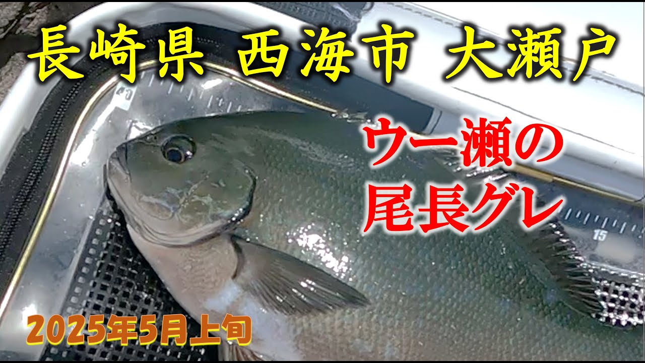【磯釣り】尾長グレを狙って大瀬戸ウー瀬に釣行