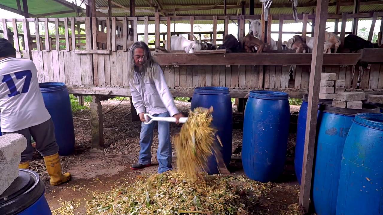 Resilage: Penambahan jagung kedalam silaj SS2.