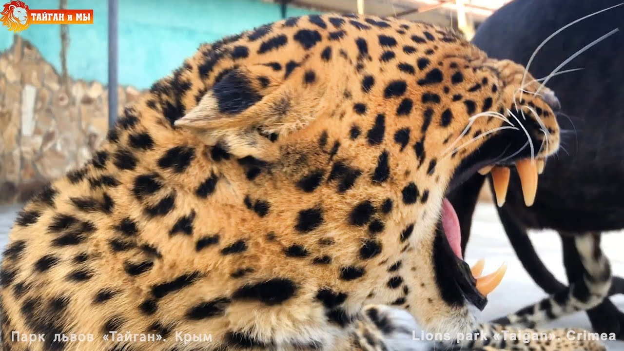 Леопард - трактор или злая Дездемона))) Тайган. Leopard - tractor or angry's Desdemona))) Taigan.