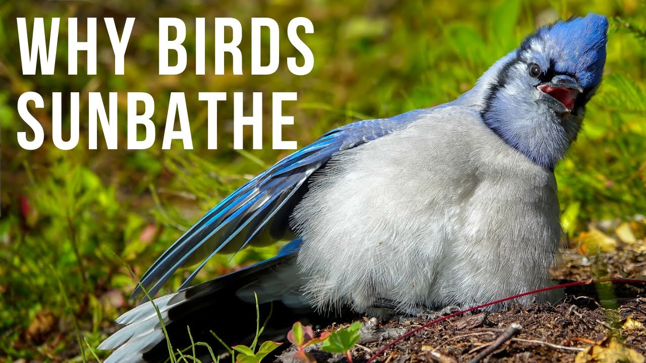 Fun & Interesting Reasons Why Birds Sunbathe