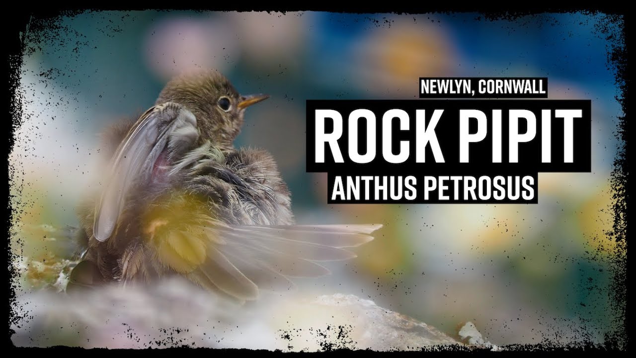 Rock Pipit (Anthus petrosus) - Newlyn, Cornwall