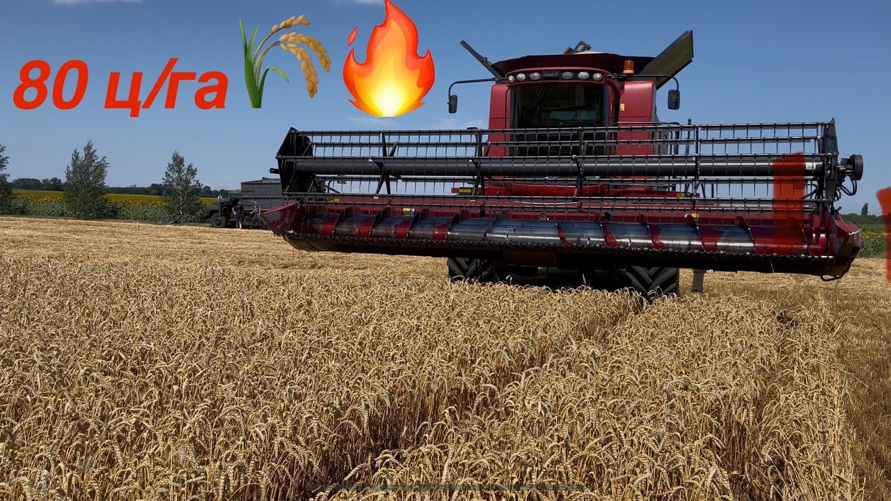 77ц/га ❗️Шалена пшениця🌾 2025❗️врожайність 🚀❗️