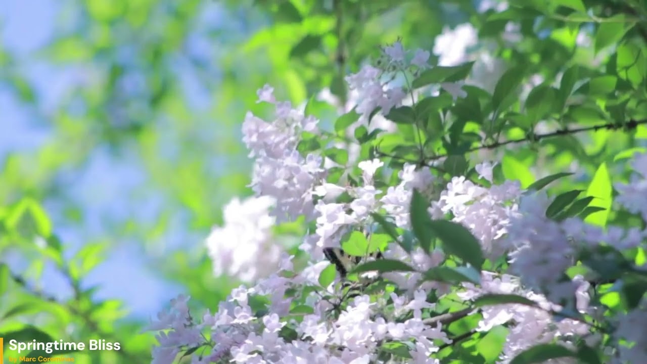 Springtime Bliss