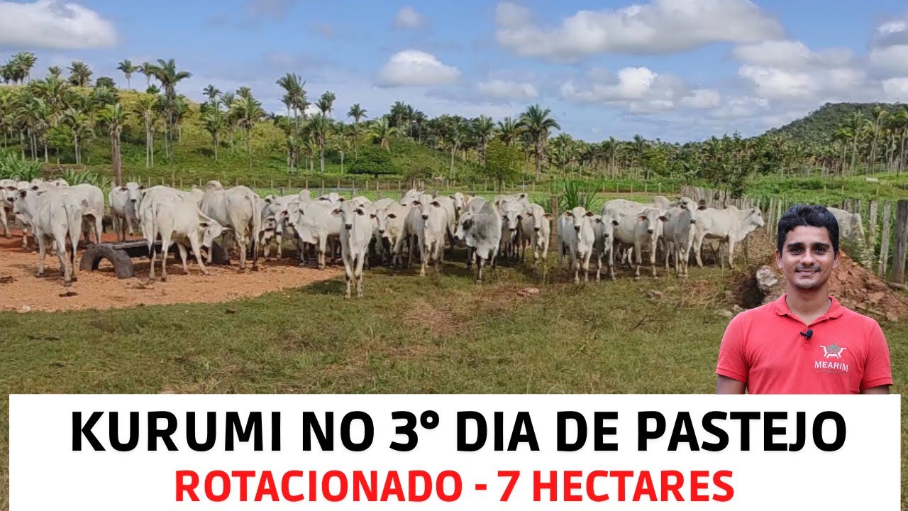 3° dia / Rotacionado de 7 Hectares com Capim BRS KURUMI