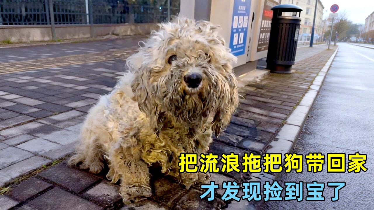 小姐姐路边遇上流浪拖把狗，带回家才发现，自己捡到宝了