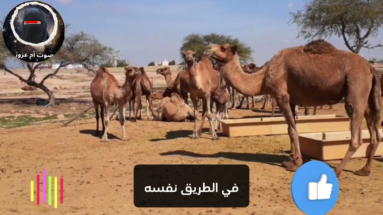 قصة نجومي والجمل | اتَّهَمَ رَجُلًا بَرِيئًا… فَكَشَفَ الذَّكَاءُ السِّرَّ