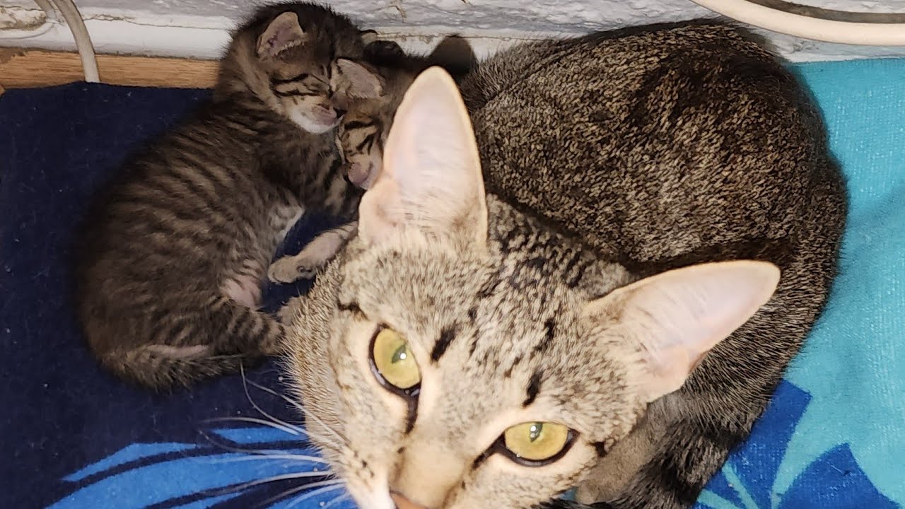 Mama Cat & Kittens  Relaxing Daisy Cat Cam with Soothing Instrumental Music Day 17