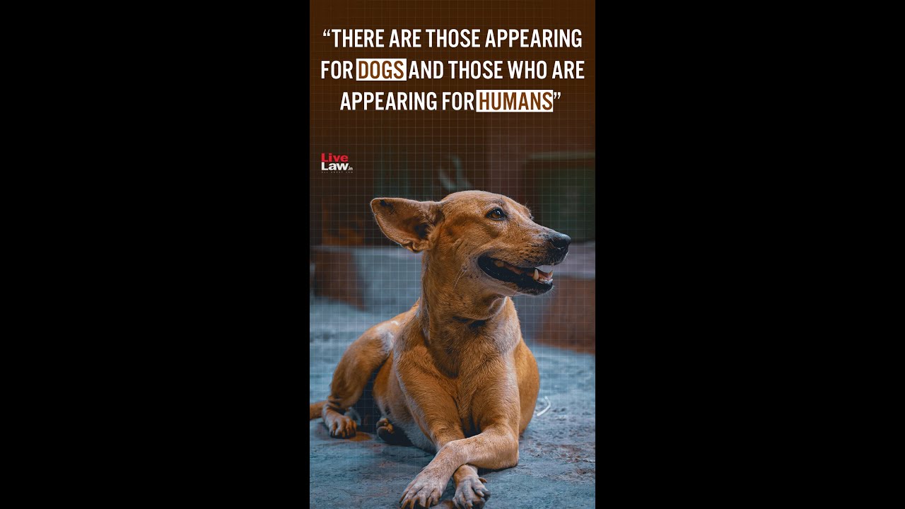 Supreme Court&rsquo;s interesting remarks during the &lsquo;Stray Dogs&rsquo; case