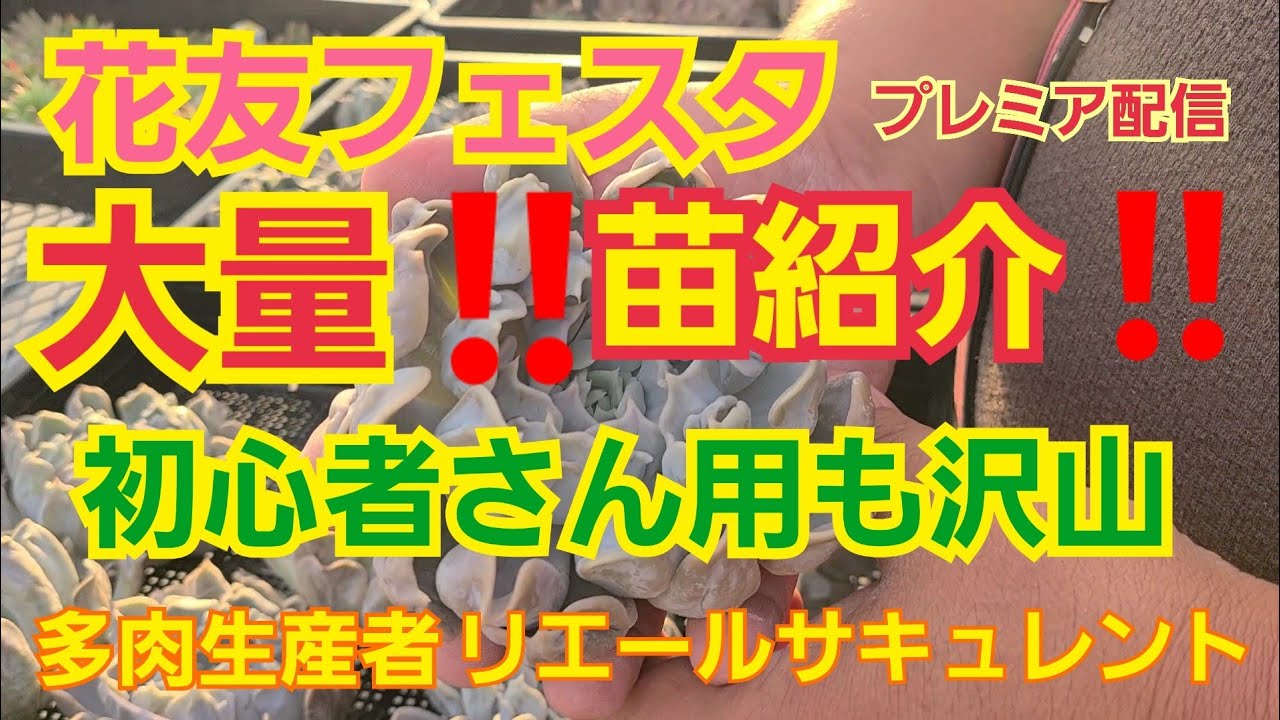 【多肉植物】【ガーデニング】花友フェスタ‼️大量‼️販売苗紹介‼️2022年11月16日