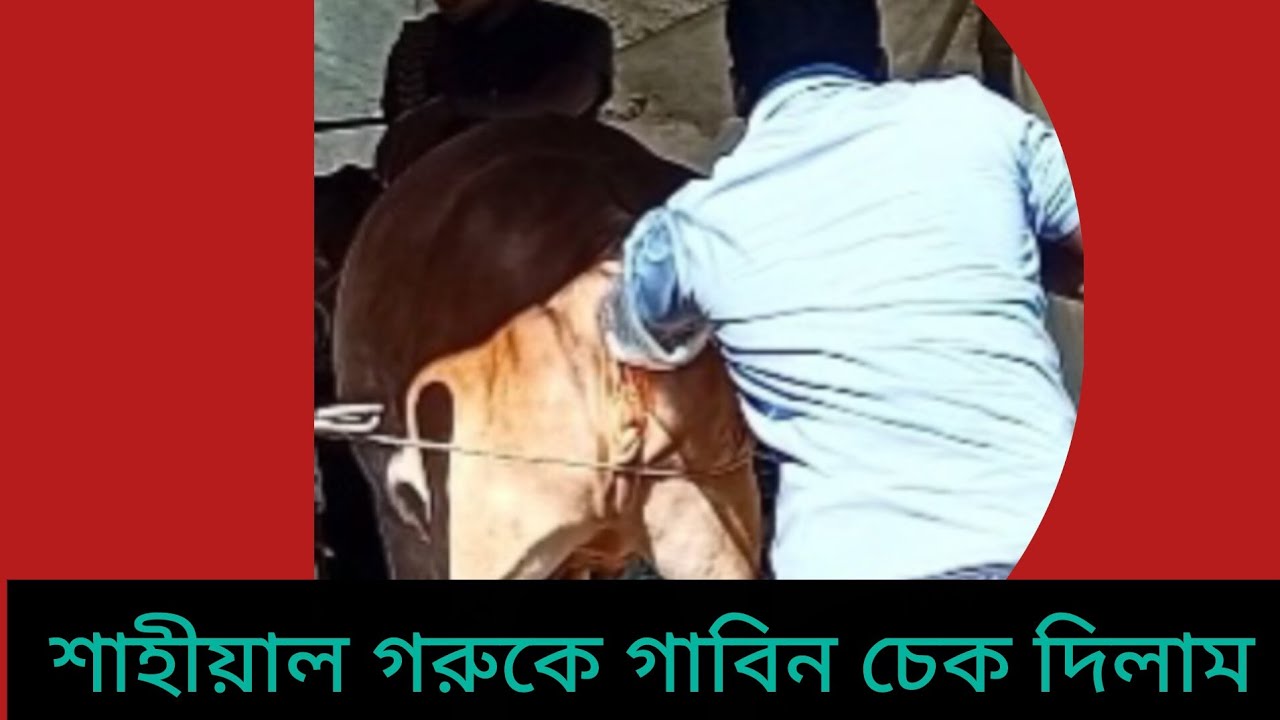 শাহীয়াল গরুকে গাবিন চেক দিলাম 